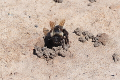 Anthophora bomboides bomboides
