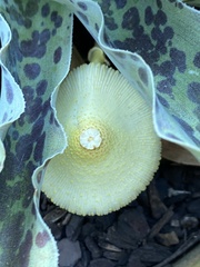 Leucocoprinus fragilissimus