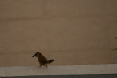 Campylorhynchus
