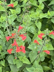 Salvia coccinea