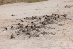 Anthophora bomboides bomboides