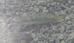 Halichoeres nicholsi