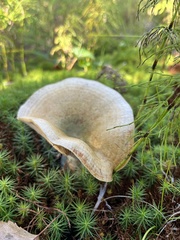 Lactarius