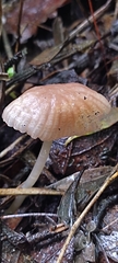 Mycena capillaripes