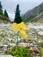 Papaver croceum