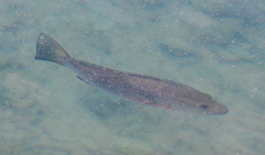 Lutjanus novemfasciatus