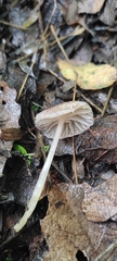 Mycena capillaripes