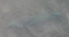 Halichoeres nicholsi