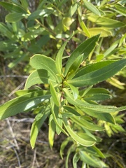 Myoporum
