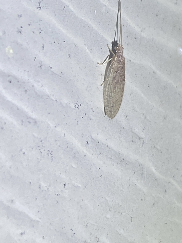 Antique Brown Lacewing from Balfour Dr, Wappingers Falls, NY, US on
