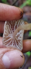 Mycena capillaripes