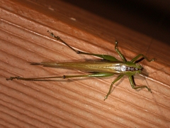 Conocephalus fasciatus