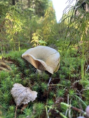 Lactarius