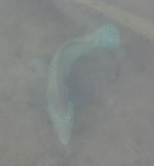 Halichoeres nicholsi