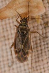 Phylinae