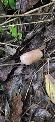 Mycena capillaripes