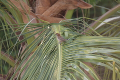 Campylorhynchus