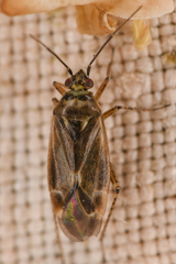 Phylinae