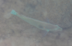 Halichoeres nicholsi