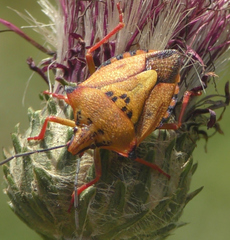 Carpocoris mediterraneus