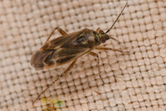 Phylinae