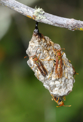 Polistes versicolor