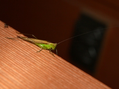 Conocephalus fasciatus