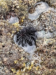 Echinometra oblonga