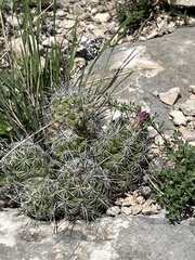 Neolloydia conoidea