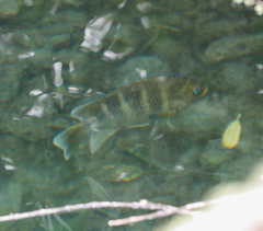 Abudefduf concolor