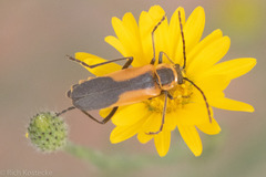 Chauliognathus limbicollis