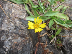 Grindelia integrifolia