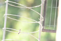 Cynanthus doubledayi