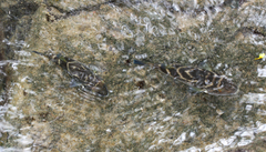 Sphoeroides annulatus