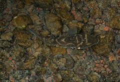 Sphoeroides annulatus