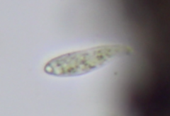 Ciliophora