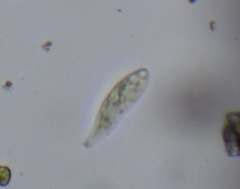 Ciliophora