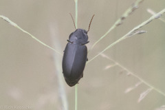 Harpalinae