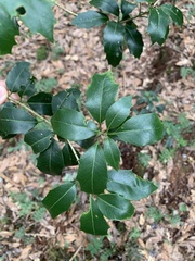 Osmanthus heterophyllus