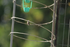 Cynanthus doubledayi