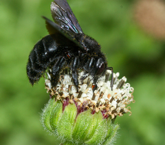 Xylocopa darwini