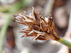 Carex incurviformis