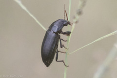Harpalinae