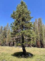 Pinus contorta