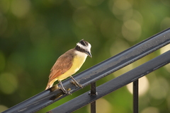 Pitangus sulphuratus