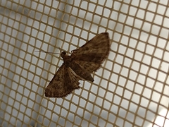 Gymnoscelis rufifasciata