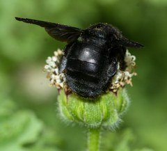 Xylocopa darwini