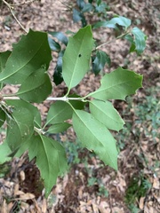 Osmanthus heterophyllus
