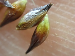 Carex incurviformis