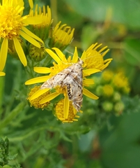 Petrophila confusalis